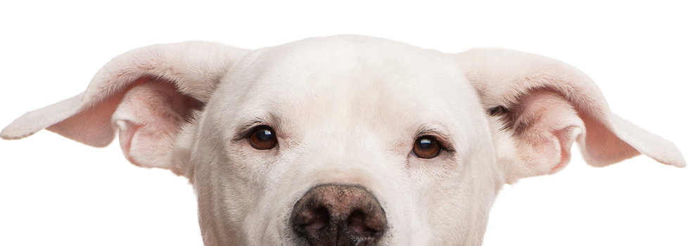 portrait-of-a-serene-white-dog-on-white-2026-09-22-15-11-40-utc 1
